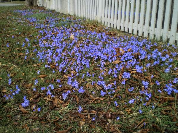 Spring squill